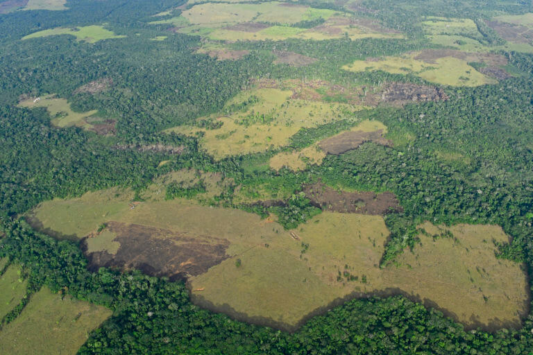 Planeta perdió 3.7 millones de hectáreas de bosques primarios en 2023: diez campos de fútbol por minuto